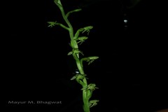 Peristylus aristatus